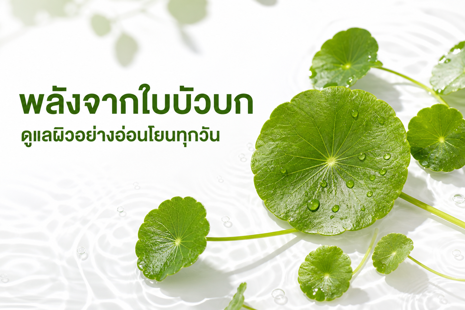 ใบบัวบก